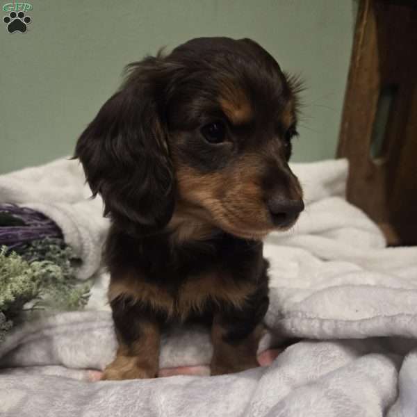 Lily, Dachshund Puppy